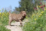 SHAR-PEI 424